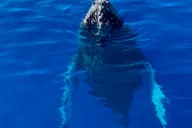 Lahaina Whale Watching Tour 2 hr thumbnail 2