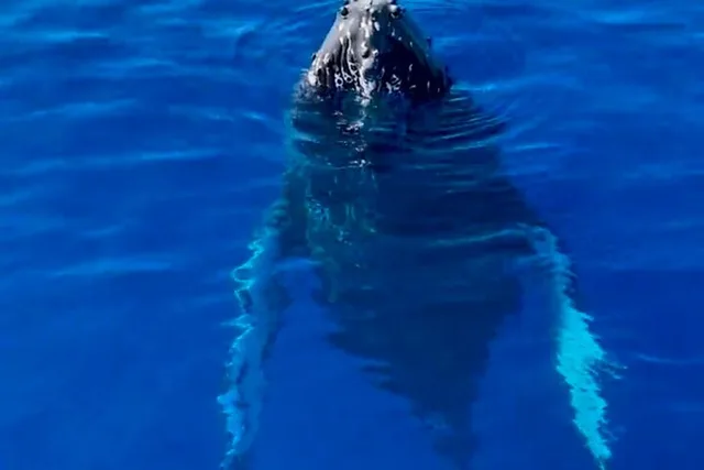 Lahaina Whale Watching Tour 2 hr - Image 2