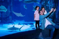Bloomington Sea Life Minnesota Aquarium Entry thumbnail 1