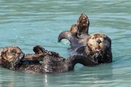 Seward Resurrection Bay Wildlife Cruise 4 hr thumbnail 1