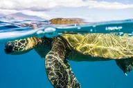 Maui Snorkel and Sunset Sail with BBQ Lunch thumbnail 3