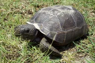 Northeast Florida Nature Hike thumbnail 2