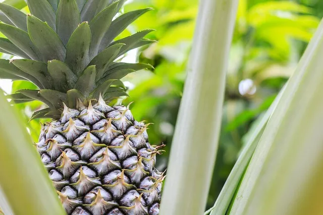 Maui Pineapple Farm Tour in Haliimaile - Image 2