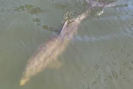 Melbourne Dolphin Sightseeing Tour 2 hr thumbnail 3
