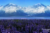 Anchorage Wildlife and Turnagain Arm Tour thumbnail 1