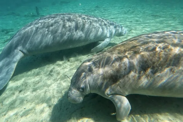Silver Springs Clear Kayak Tour with Manatees and Monkeys - Image 6