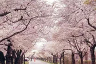 Washington D.C. Cherry Blossom Tour from Boston 3-Day thumbnail 4