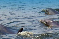 St. Augustine Dolphin and Wildlife Boat Tour thumbnail 2