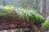 Great Smoky Mountains Clear Creek Falls Hike thumbnail 6
