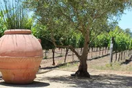 San Francisco Wine and City Tour thumbnail 5