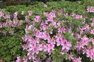 Savannah Guided Walking Tour thumbnail 4
