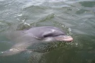 Hilton Head Island Kayak Rental thumbnail 6