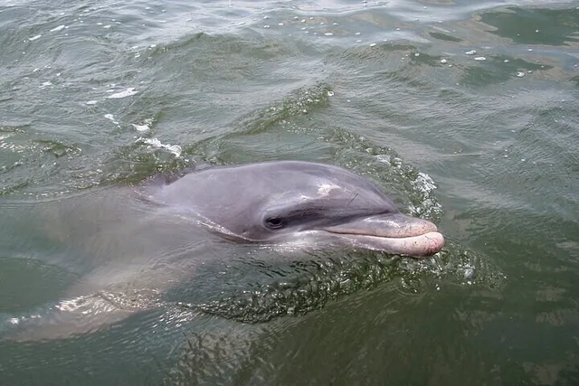 Hilton Head Island Kayak Rental - Image 6