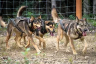 Two Rivers Sled Dog Experience thumbnail 1