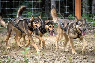 Two Rivers Sled Dog Experience