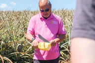 Maui Pineapple Farm Tour in Haliimaile thumbnail 2