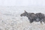 Jackson Hole Grand Teton Wildlife Safari 4 hr thumbnail 6