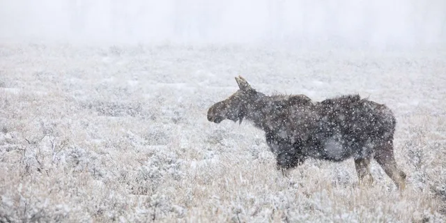 Jackson Hole Grand Teton Wildlife Safari 4 hr - Image 6