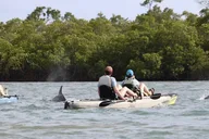 Naples Marco Island Mangroves Kayak Tour thumbnail 4