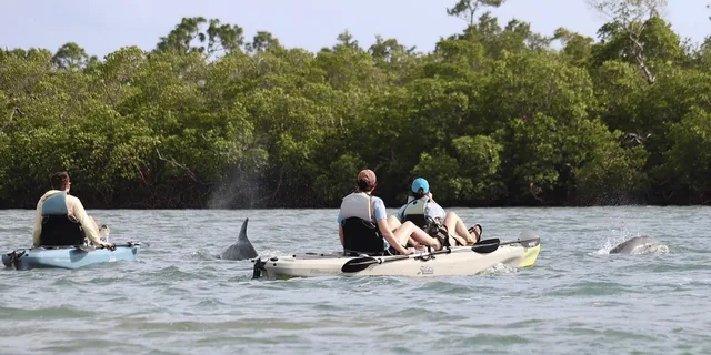 Naples Marco Island Mangroves Kayak Tour - Image 4