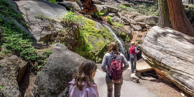 Fresno Sequoia National Park Tour with Lunch - Image 4