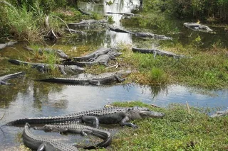 Miami Everglades Private Tour 4 hr