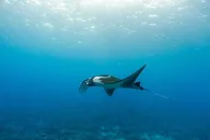 Maui Snorkel Adventure with Turtle Arches - 5 hr thumbnail 4