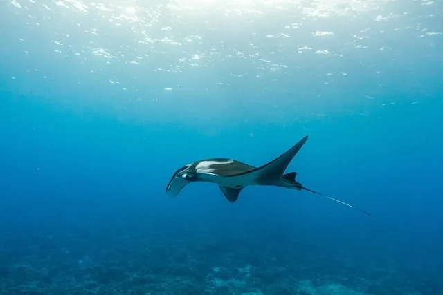Maui Snorkel Adventure with Turtle Arches - 5 hr - Image 4