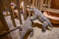 Nashville Ark Encounter Day Trip thumbnail 4