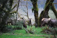 Olympic National Park Hoh Rain Forest and Rialto Beach Tour thumbnail 4