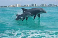 Panama City Beach Snorkeling and Dolphin Watching Tour thumbnail 2