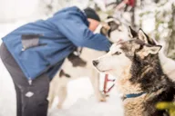 Fairbanks Dog Sledding Adventure thumbnail 5
