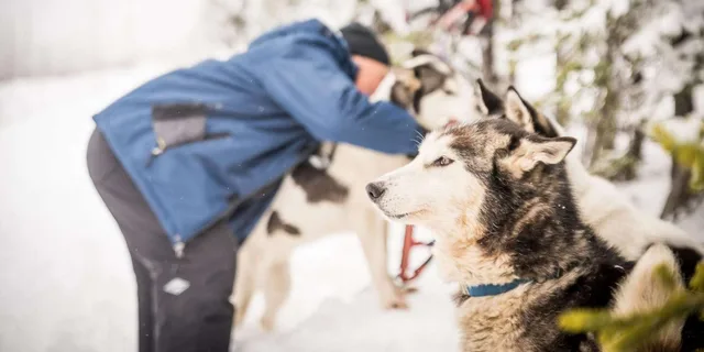 Fairbanks Dog Sledding Adventure - Image 5