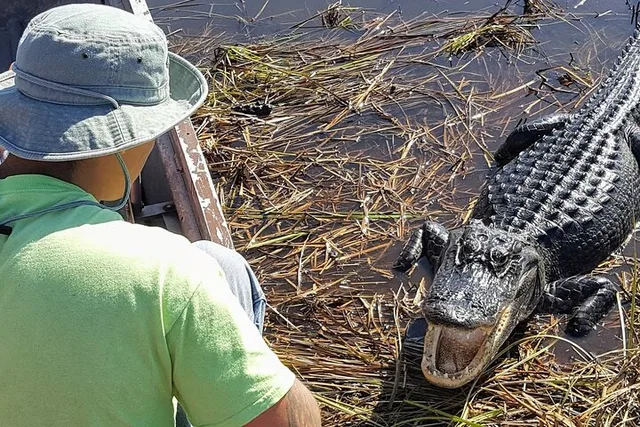 Miami Walking Tour and Everglades Airboat Ride - Image 2