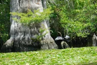 Waccamaw River Nature and Wildlife Tour thumbnail 1