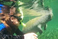 Crystal River Manatee Snorkel Tour with Guide thumbnail 6