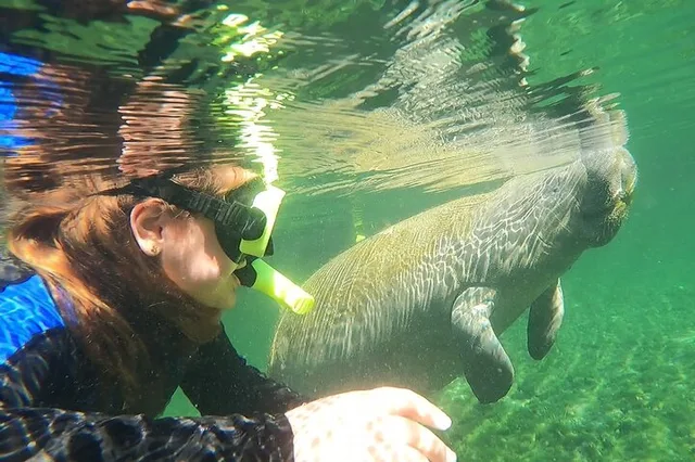 Crystal River Manatee Snorkel Tour with Guide - Image 6