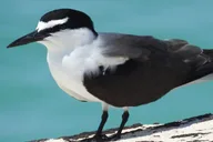 Key West Eco Tour Wildlife Refuge Adventure 3 hr thumbnail 3