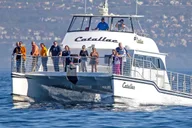 Newport Beach Whale Watching Catamaran Cruise thumbnail 4