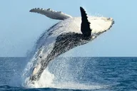 Honolulu Whale Watching and Sunrise Breakfast Cruise thumbnail 1