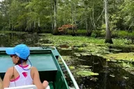 New Orleans Swamp Eco Tour with Local Guide 2 hr thumbnail 1