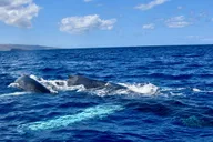 Waikoloa Whale Watching Tour thumbnail 6