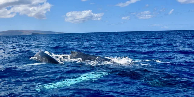 Waikoloa Whale Watching Tour - Image 6