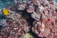 Maui Clear Kayak and Snorkel Tour thumbnail 2
