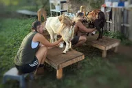 Kauai Farm Animal Experience and Micro Dairy Immersion thumbnail 3
