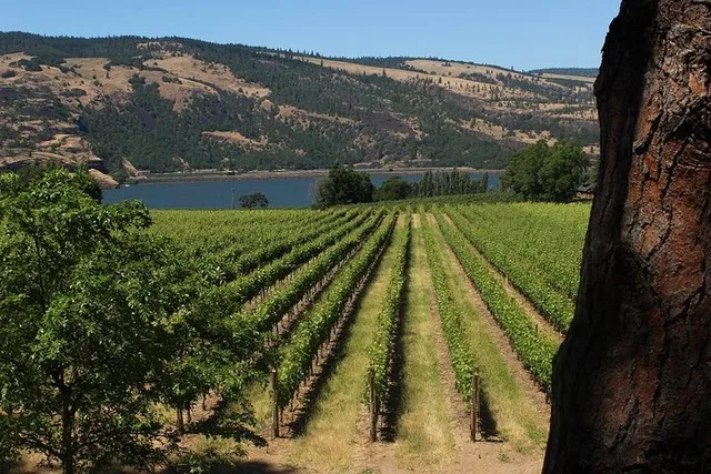 Portland Waterfalls and Wine Tour - Image 3