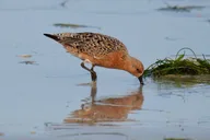 St. Petersburg Birding Tour at Fort De Soto Park thumbnail 5