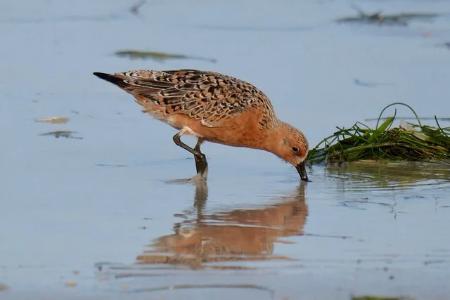 St. Petersburg Birding Tour at Fort De Soto Park - Image 5