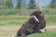Anchorage Alaska Wildlife Tour with Hotel Pickup 4 hr thumbnail 4