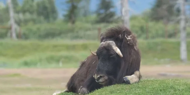 Anchorage Alaska Wildlife Tour with Hotel Pickup 4 hr - Image 4